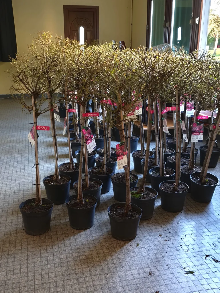 rosiers comme récompenses lors de la cérémonie des prix départementaux VVF 2025 qui s'est déroulée à Coucy dans les Ardennes