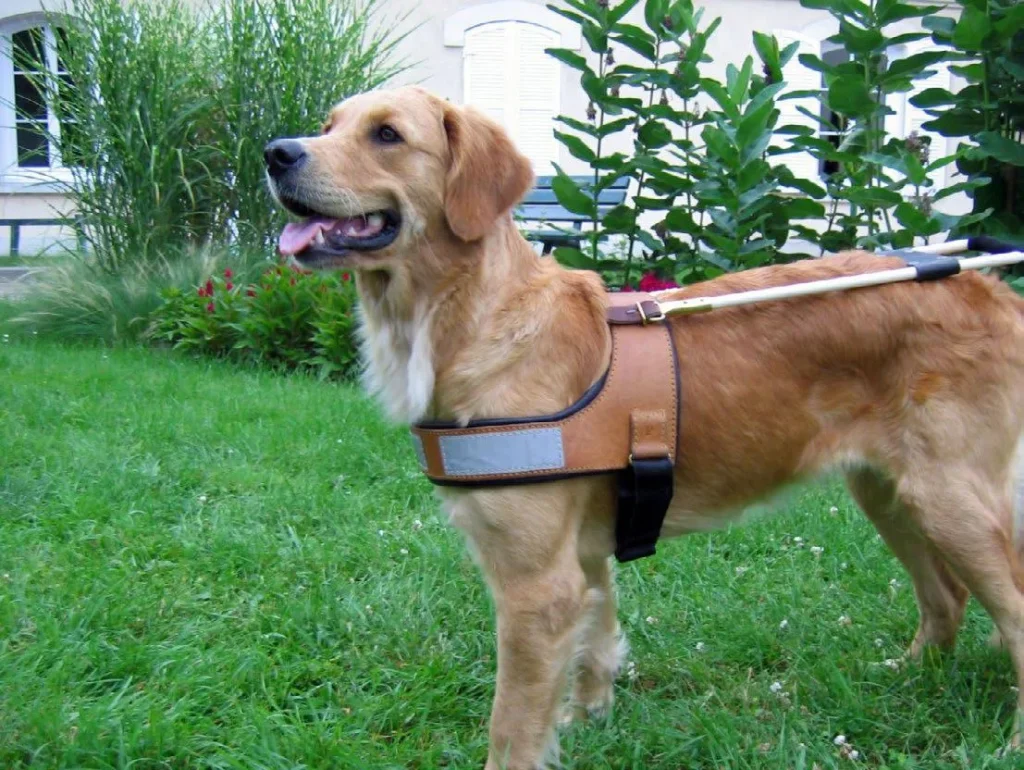 chien guide