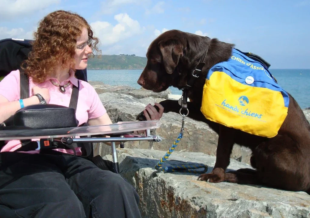 chien guide avec personne en fauteuil bord de mer
