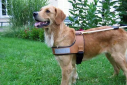 chien guide