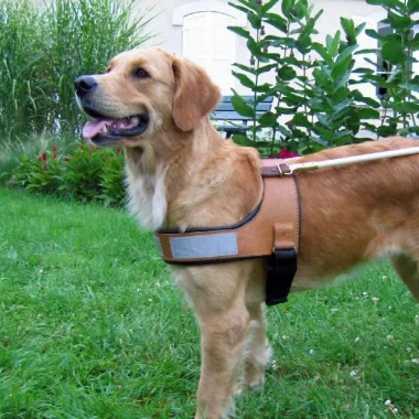 chien guide